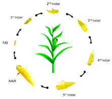 A lifecycle of the corn leafhopper with a green leaf in the middle.