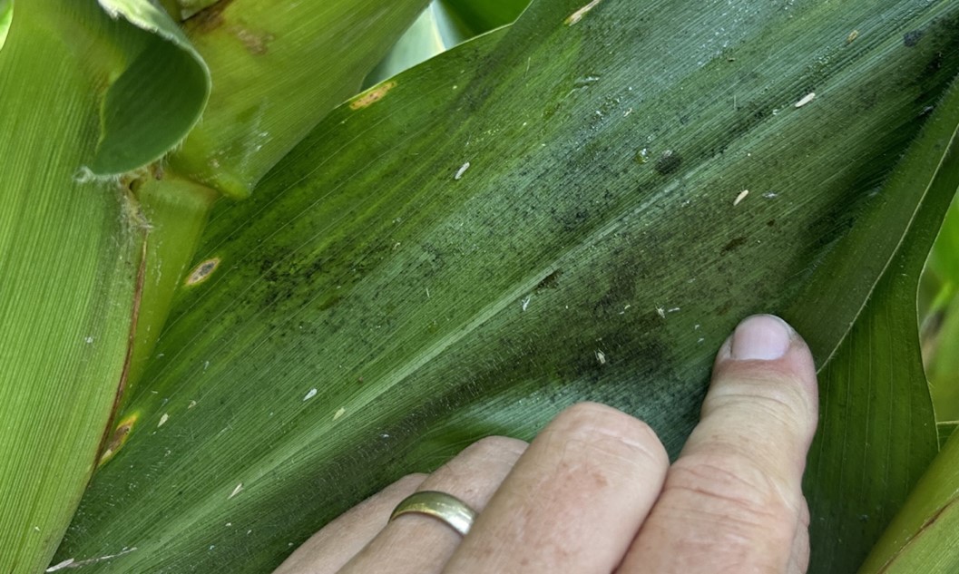 A persons hand holding a green leaf.
