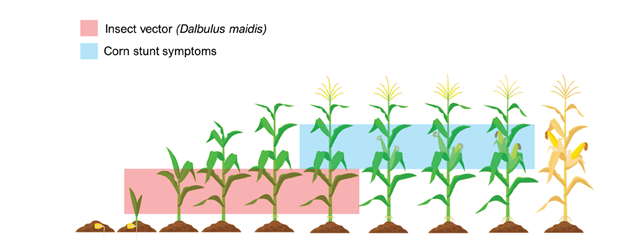 Different stages of growth for a corn plant.