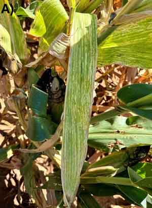 A green leaf with stripes that extend towards the tip of the leaf.