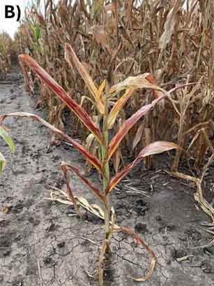 A corn crop with red leaves.