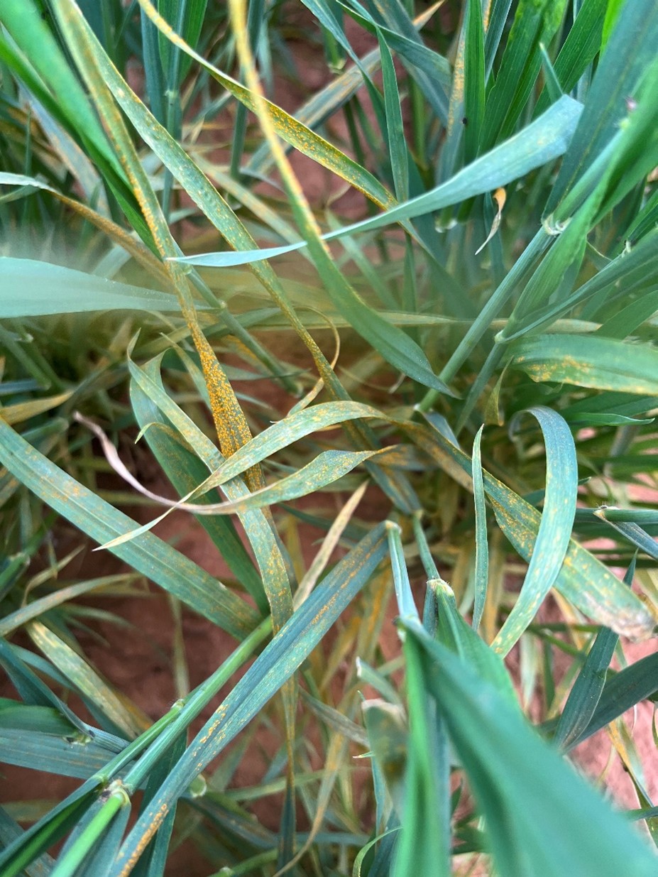 Wheat Disease Update – 2 April 2024 | Oklahoma State University