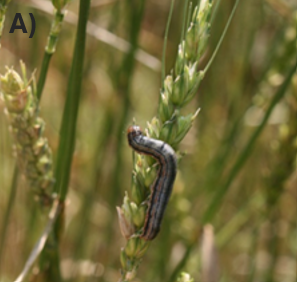 A dark colored armyworm crawling on a wheat that is growing from the ground.