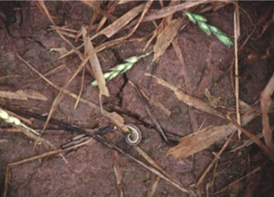An armyworm crawling on brown dirt.