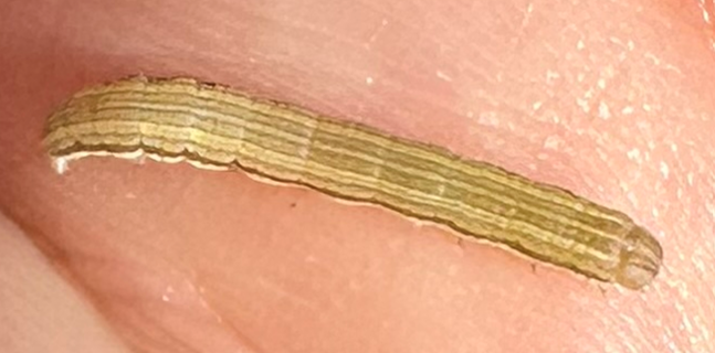 A green colored armyworm crawling on a person's hand.