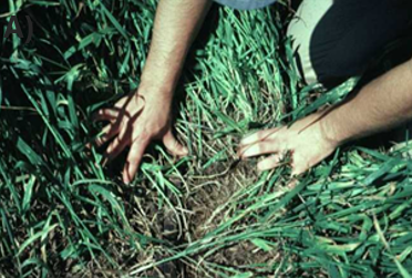 A person looking through tall green grass.