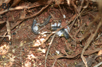 Three dark colored armyworms in a patch of dirt.