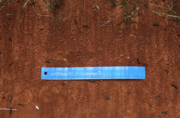 A blue ruler sitting on a patch of dirt.