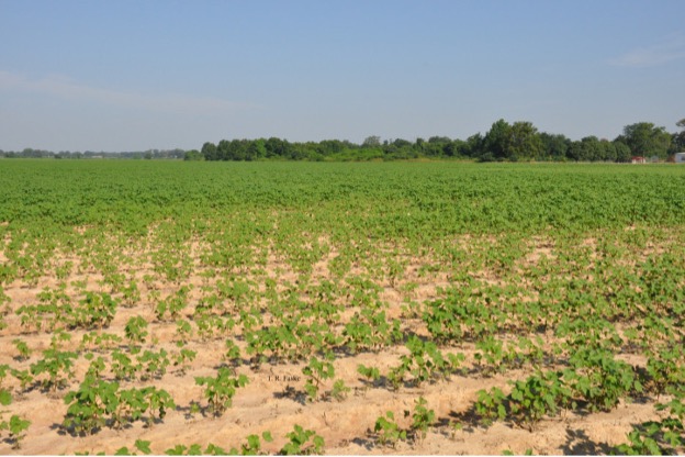 A cotton field with early sprouts.