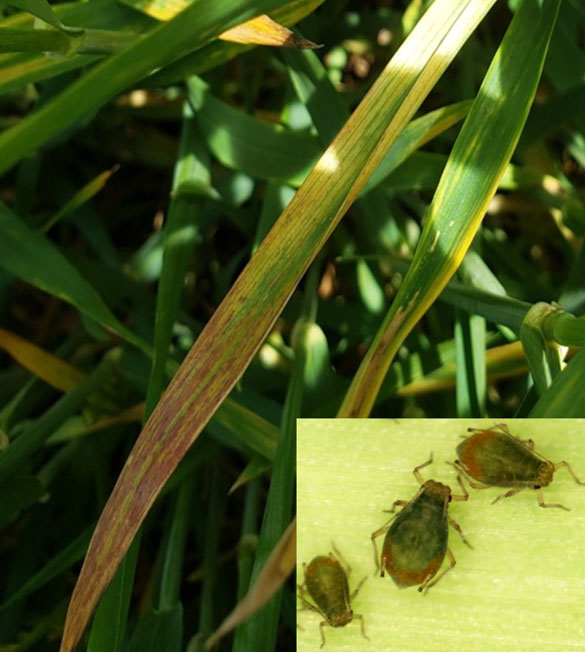 A leave with yellow and red coloring as damage and three green yellow dwarf.