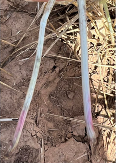 Two steams of a root laying on the ground.