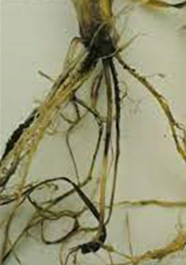 Several roots with rot.