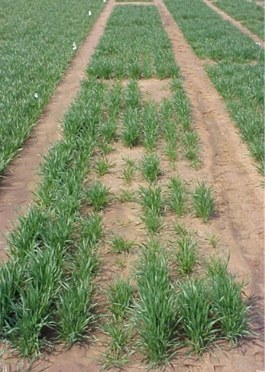 A field with newly sprouted wheat.