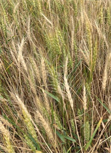 A field with green and white wheat heads.