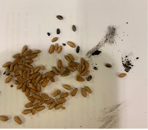 Several brown seeds spread out on a white table.