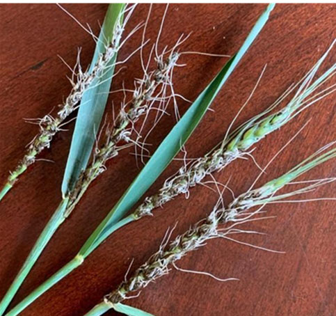 Several stems of wheat with loose smut.