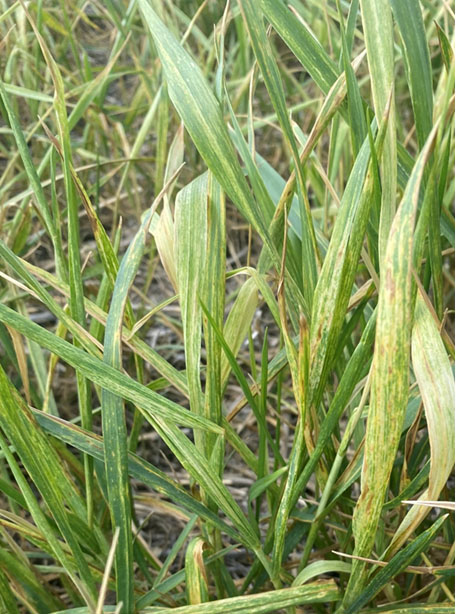 Newly grown wheat with damaged leaves.