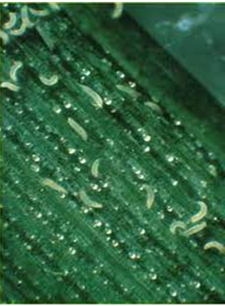 A close up of a wheat leaf with curl mites.