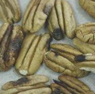 A cluster of pecans with brown spots on them to indicate kernel spot damage.