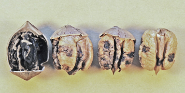 Four brown damaged pecans inside of their shells sitting side by side with severe black pit damage on the far left and a bit less damage on the right.