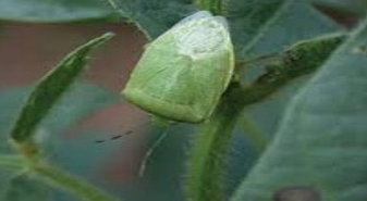 A green stink bug on the edge of a dark green leaf as it crawls around.