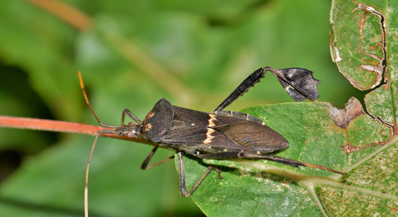 A brown leaffooted bug crawling on the stem of a green leaf that has slight breakage on the leaf.
