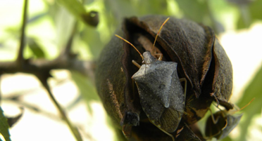 A brown stink bug crawling on a dark brown pecan shell that is still connected to a leaf and has a slight opening.
