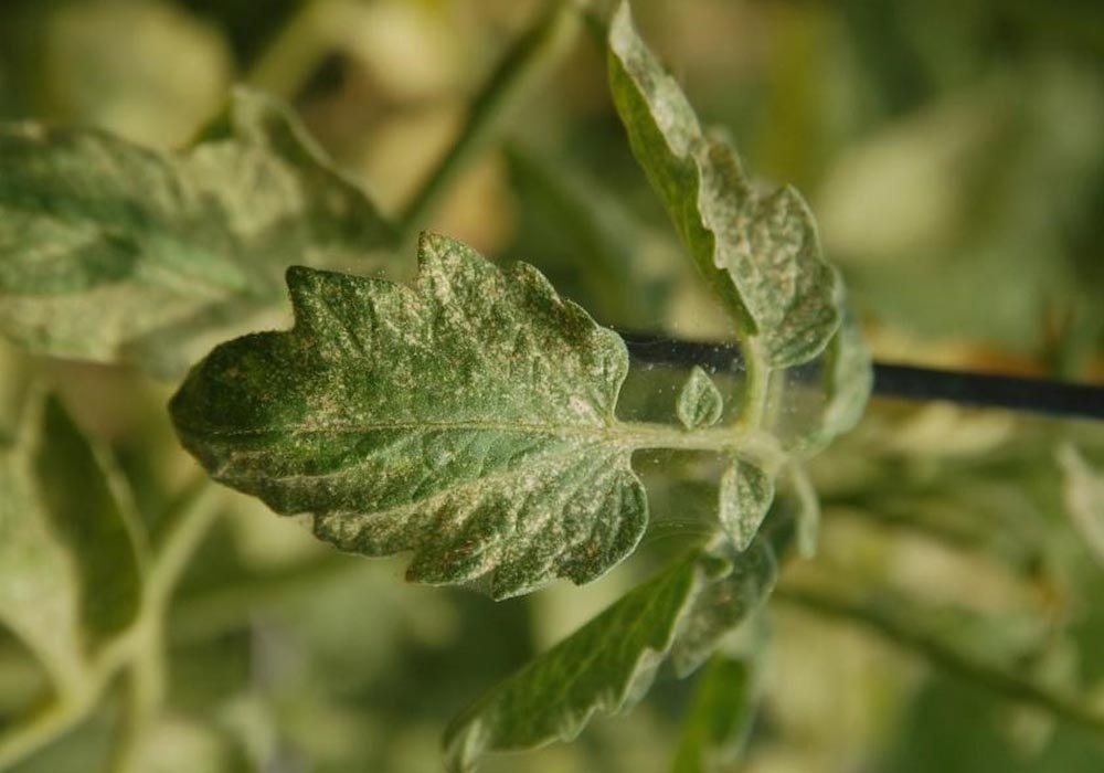 An up-close view of a leaf with webbed areas with a blurred background.