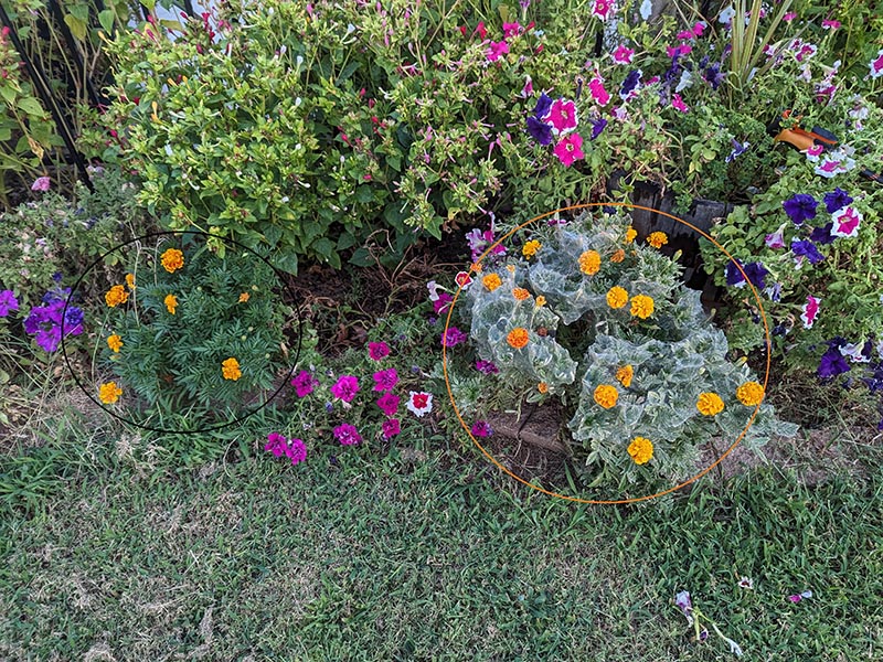 A black circle around a marigold plant with dark green leaves and an orange circle around a marigold plant with light green leaves, both plants surrounded by other flowers and greenery in the garden.
