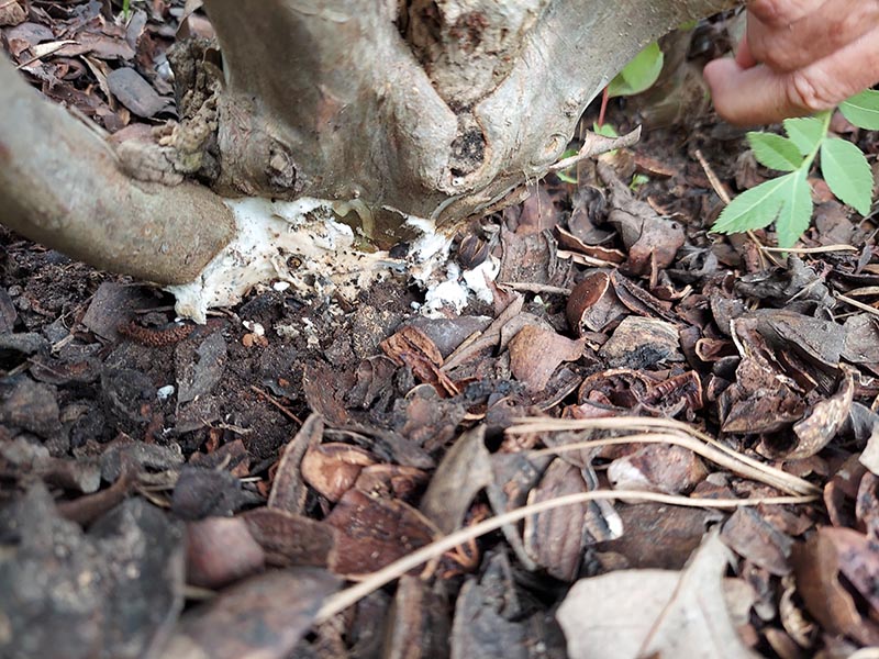 A fungal growth sits at the base of a plant.