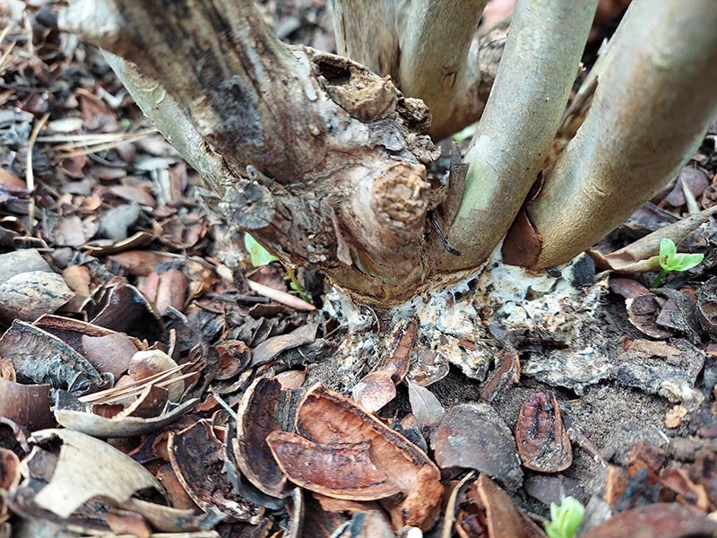 A fungal growth is displayed at the base of a plant surrounded by fallen leaves.