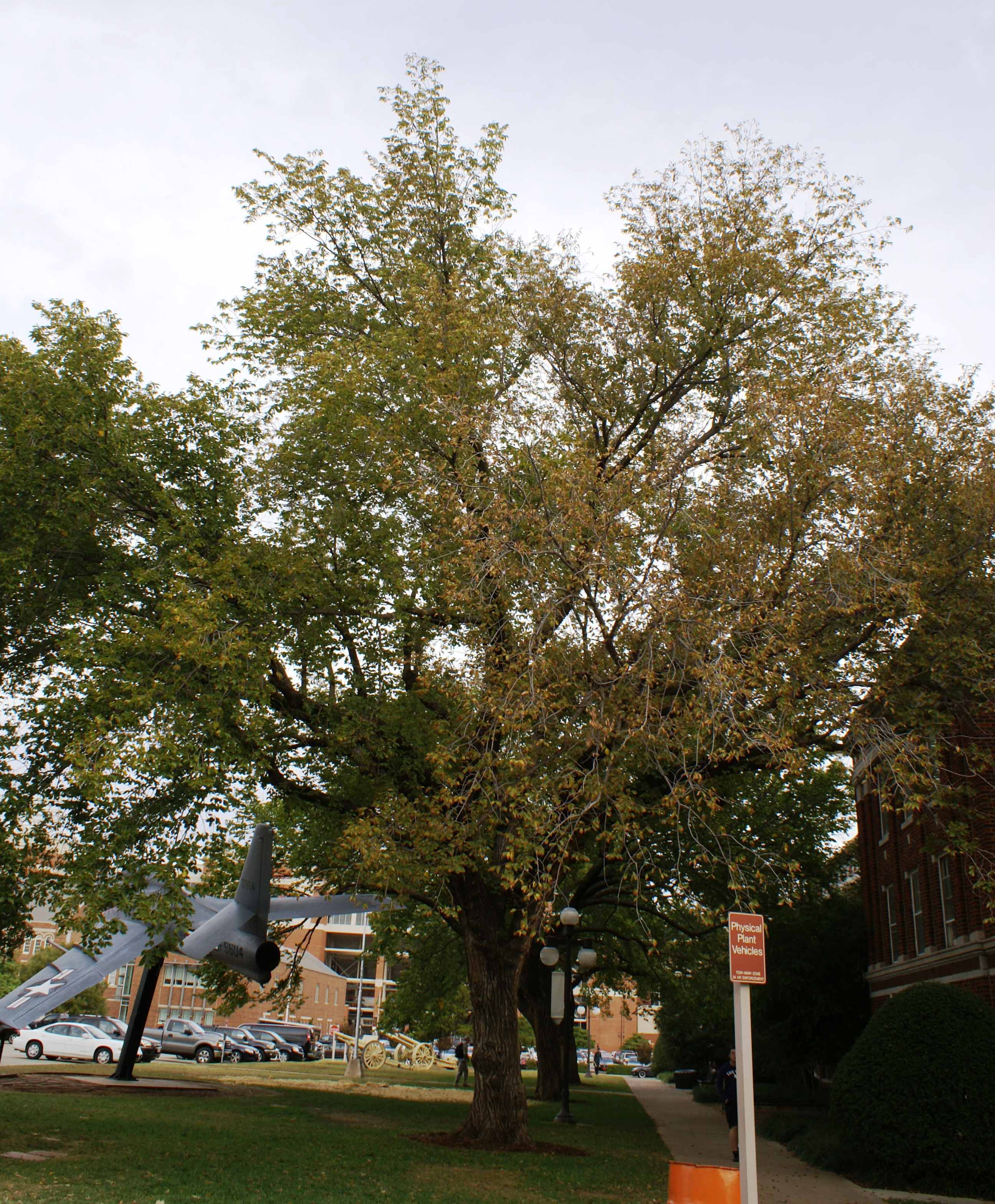 A tree with discolored leaves on OSU's campus.