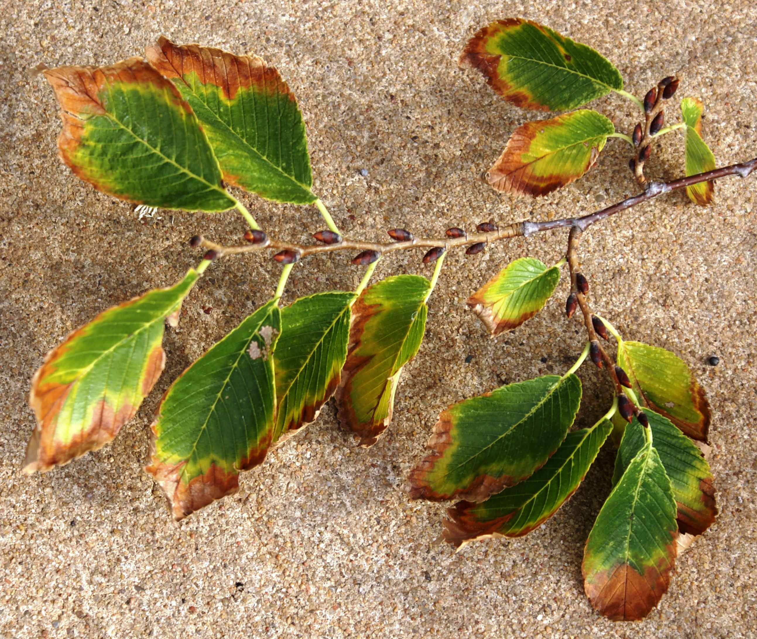 A branch with leaves that the ends are dry and dying.