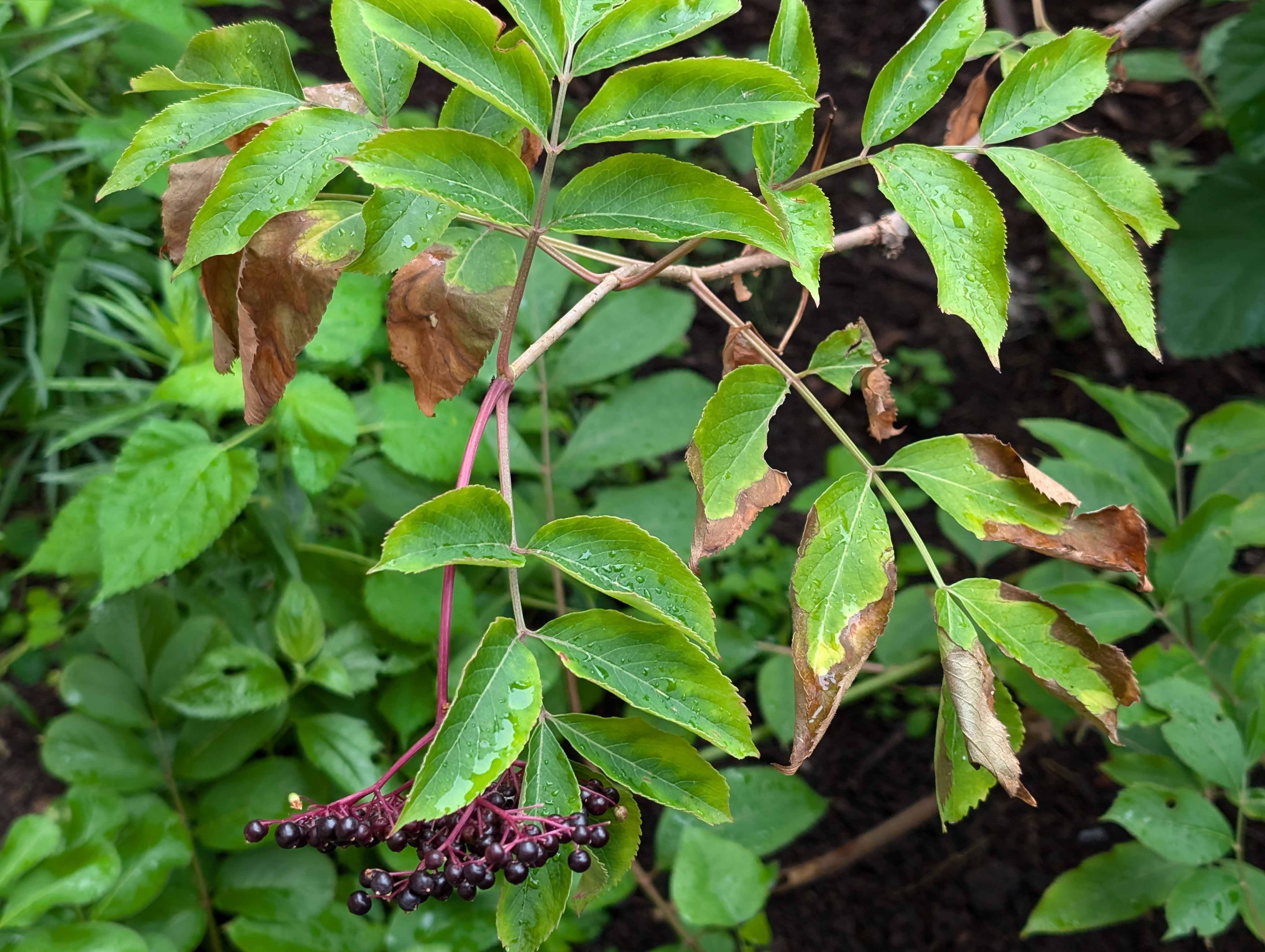 A plant with dark berries with the ends dying and crumbling.