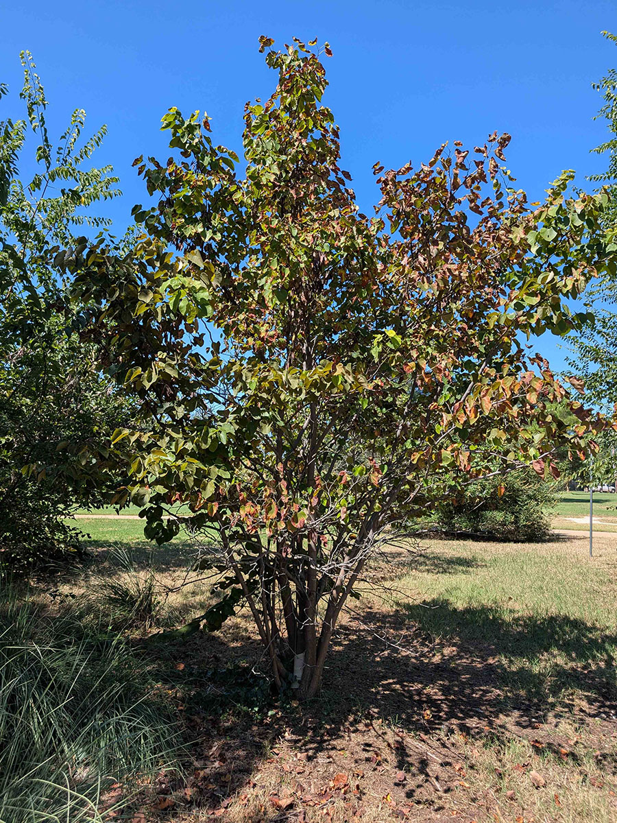 A small tree with the leaves becoming discolored.