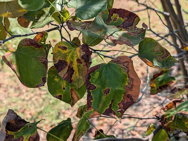 Rounded leaves with browning, yellowing and dead spots.