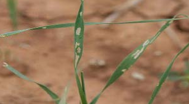 Green leaves that have light colored spots on them in a patch of dirt.