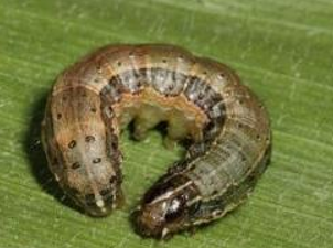 A small larvae on a green leaf.