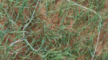 Green grass growing from a patch of dirt.
