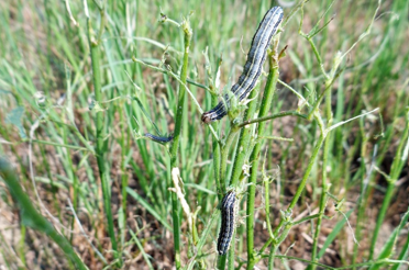 Larvae crawling on green grass.
