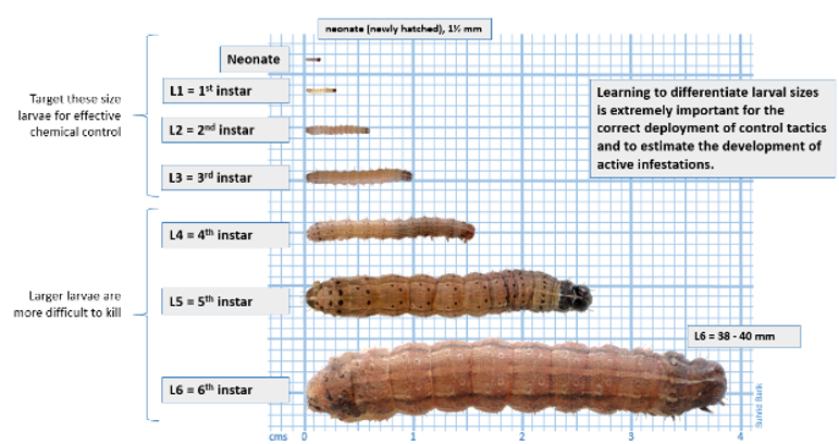 The developmental stages of a Fall Armyworm Larva. The text reads "Learning the differentiate larval sizes is extremely important for the correct deployment of control tactics and to estimate the development of active infestations".