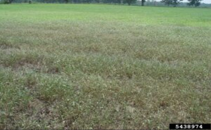 A field of green grass that has slight damage.