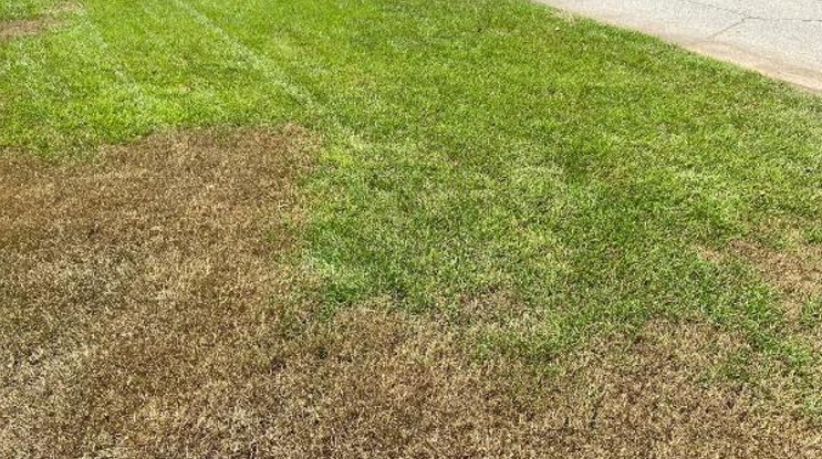 A patch of green and brown grass.