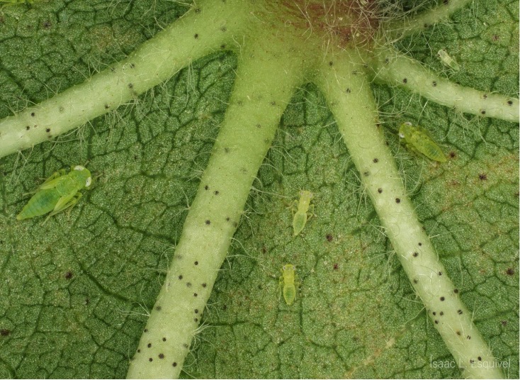 A close up of a leaf with cotton jassid nymphs.
