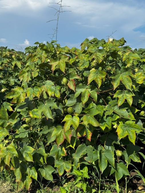 A large cotton plant with a view damaged leaves.