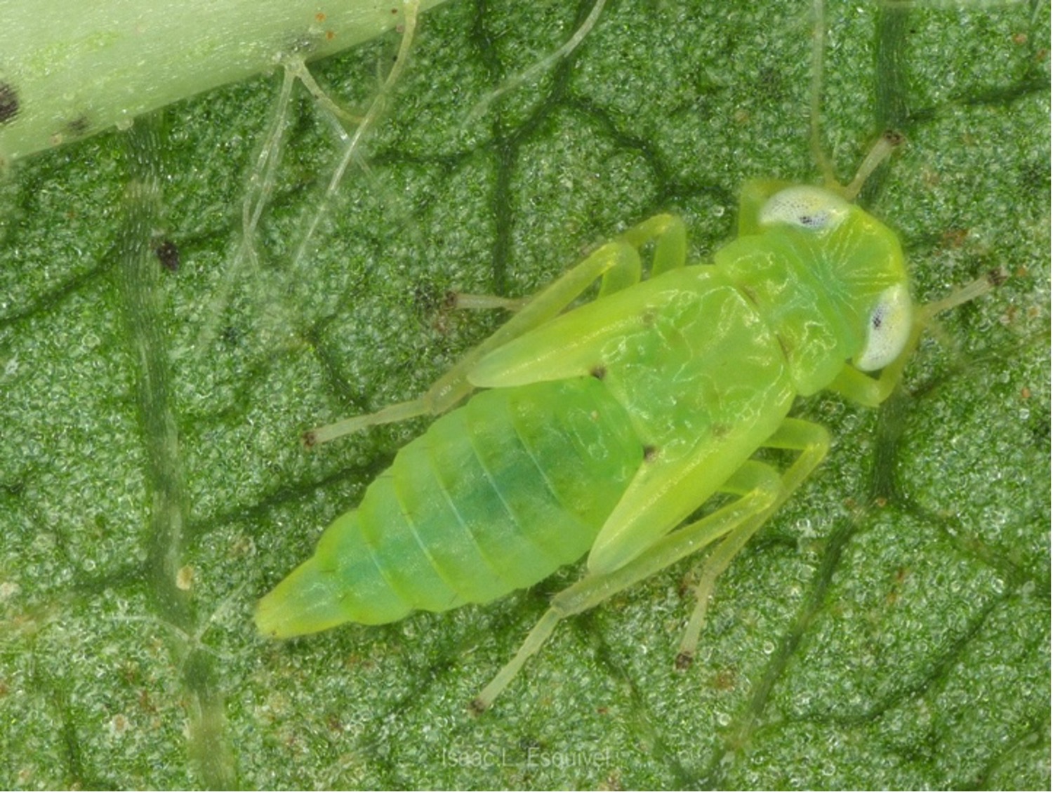 A green nymph cotton leafhopper on a leaf.