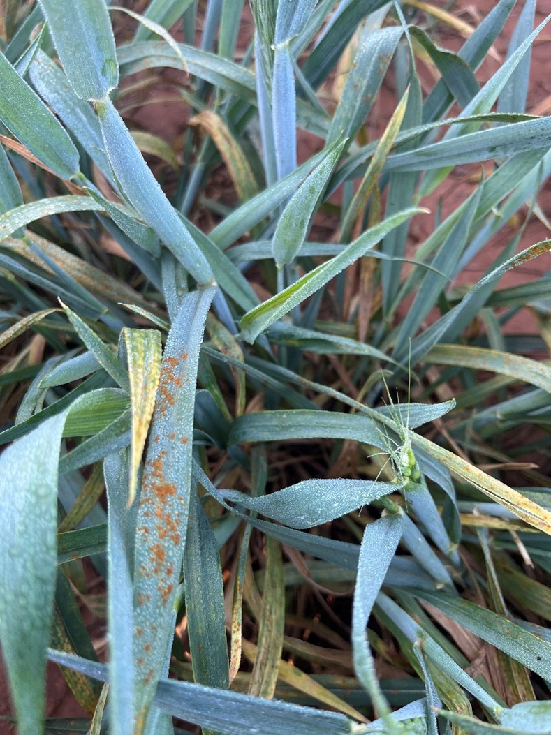 A close-up captures green wheat plants covered in morning dew, with several leaves displaying scattered, raised, orange-brown pustules typical of a leaf rust infection. The affected blades are surrounded by healthy, dew-covered foliage against a background of reddish-brown soil.