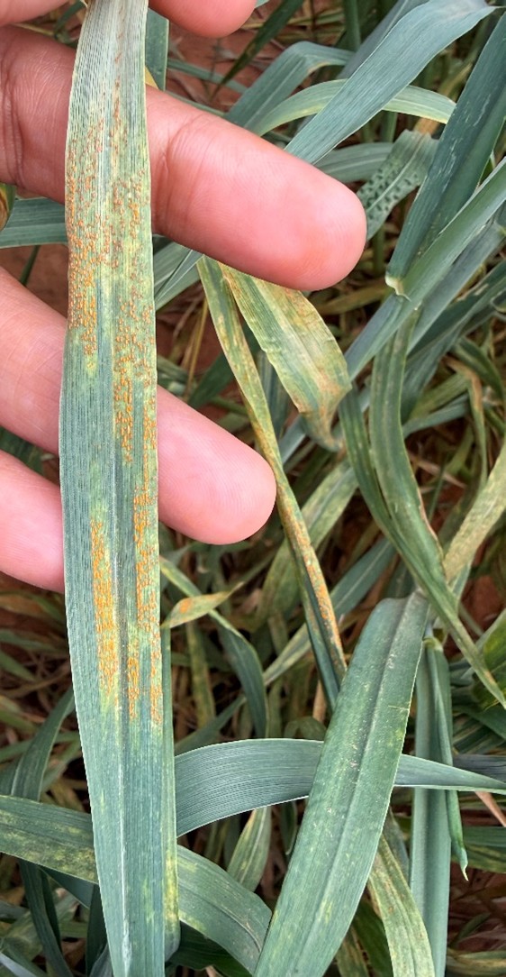 A person's hand holds up a wheat leaf to reveal long, parallel rows of yellow-orange pustules, a distinct symptom of stripe rust infection that follows the veins of the blade.