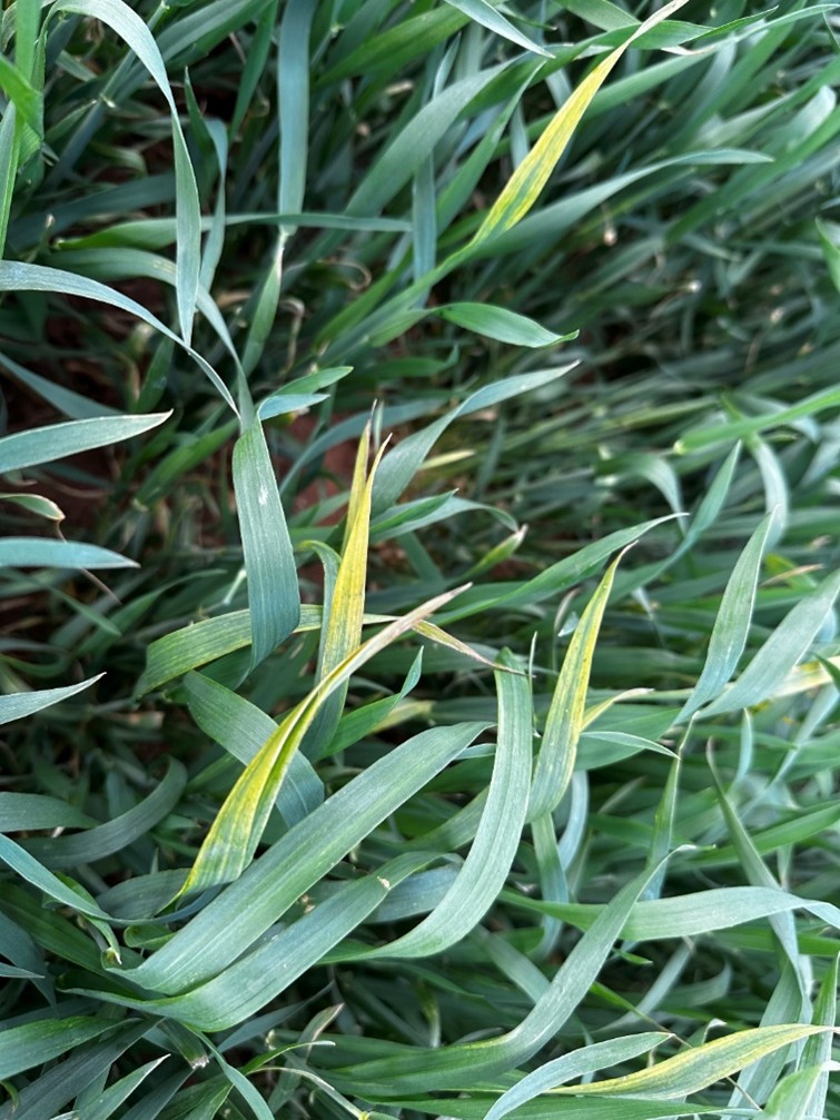 In a field of green grain, several leaf tips exhibit a distinct yellowing or 