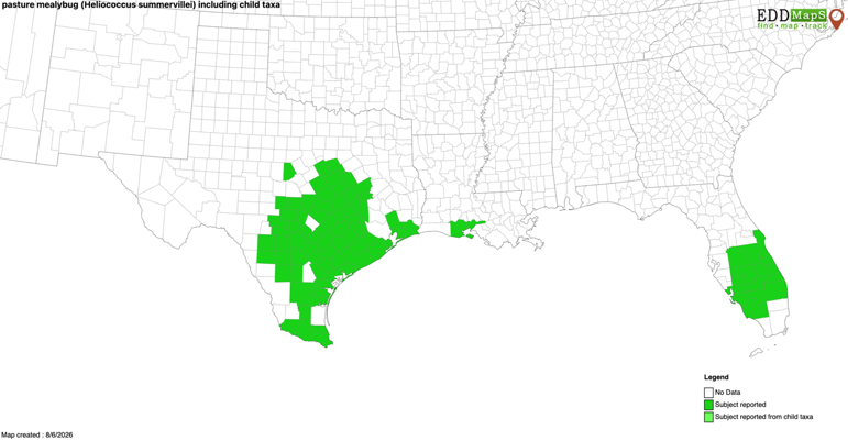 Map of the southern United States showing the documented distribution of pasture mealybug. Green-highlighted counties indicate reported occurrences, concentrated across Texas, parts of Louisiana and central Florida, while the grey counties indicate no reported data.